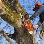 Tree Cutting Service Manhattan