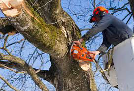 Tree Cutting Service Manhattan