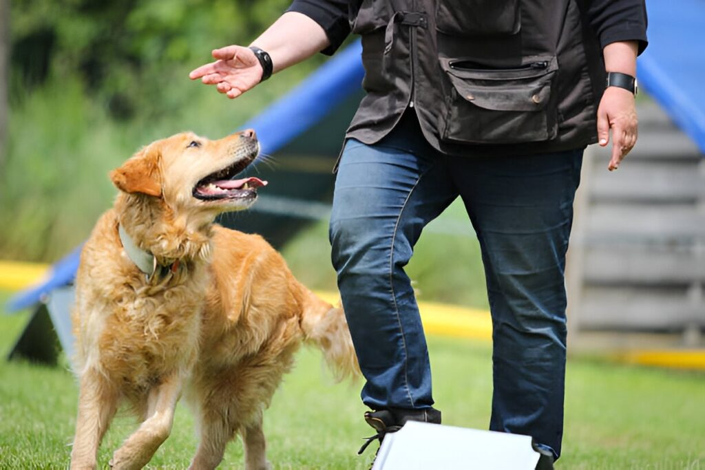 Dog Training Academy Chicago