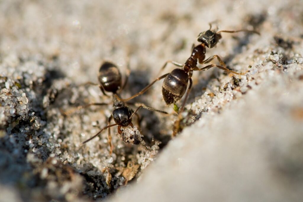 ants_837