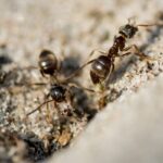 ants_837