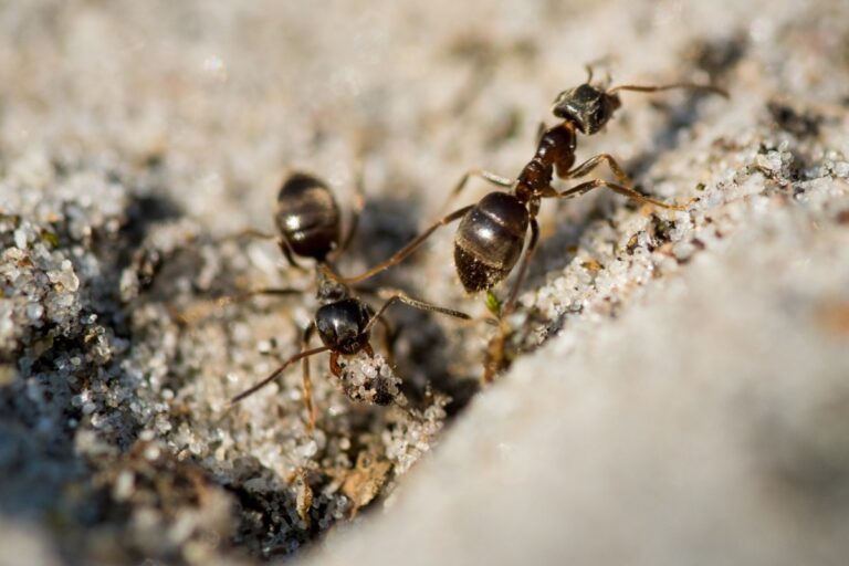 ants_837