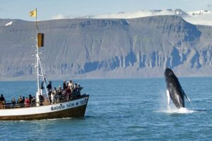 iceland packages from india