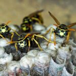 insect-4345909_1280