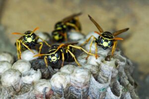 insect-4345909_1280