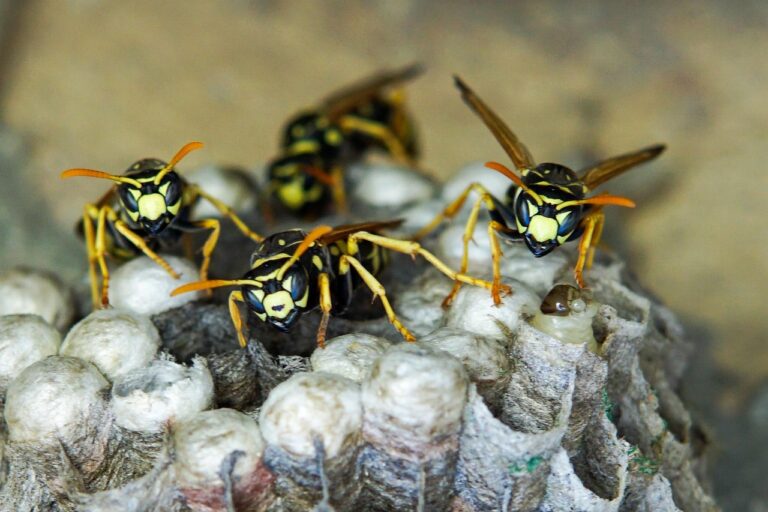 insect-4345909_1280
