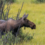 Female Moose Emerges from Willow into Grassy Field