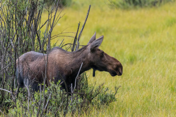Female Moose Emerges from Willow into Grassy Field