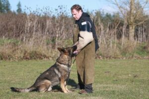 german-shepherd-obedience-training