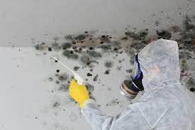 mould removal services in penrith