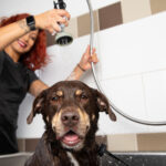 dog grooming in San Francisco