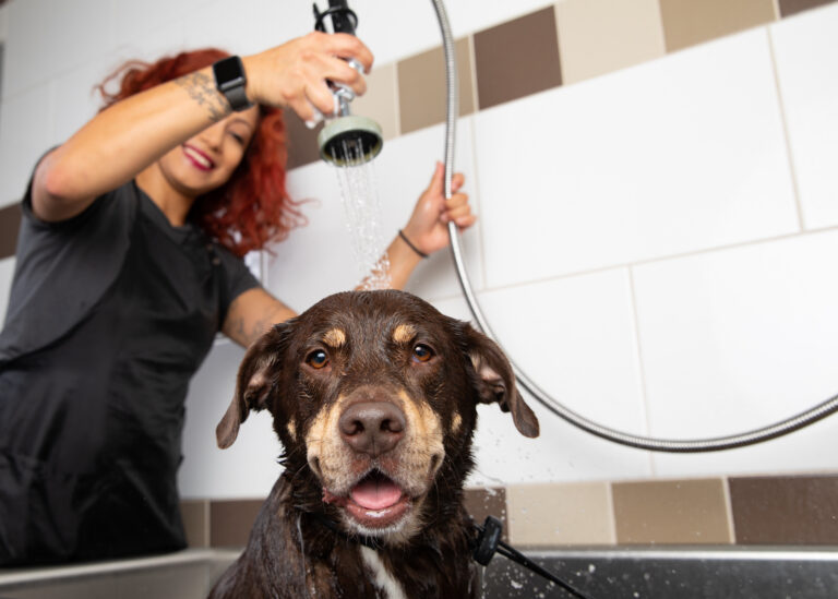 dog grooming in San Francisco