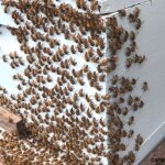 How to Safely Deter Bees From Temporary Outdoor Structures