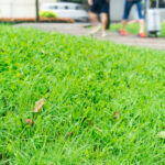 What to Look for in a Reliable Sod Supplier in Florida