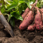 Sweet Potato Vine: A Complete Guide to Growing and Care