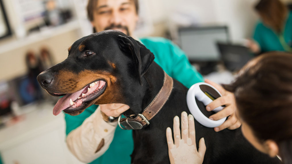 pet microchiping