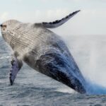 Whale Watching Tours in Maui
