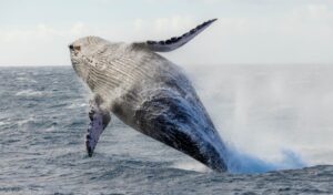 Whale Watching Tours in Maui
