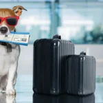 pet animal transportation services