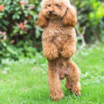 Toy Poodle On Grassy Field