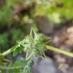 Puncture Vine Removal Tools