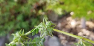 Puncture Vine Removal Tools