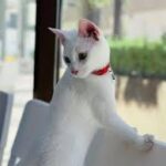 best vet clinic in Dubai