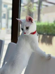 best vet clinic in Dubai