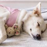 Exosomes vs. PRP: Which Heals Better & Faster? The Ultimate Comparison