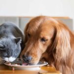 Animal Care Unlimited