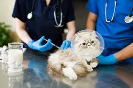 Cat Vaccination Clinics in Dubai