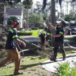emergency tree service