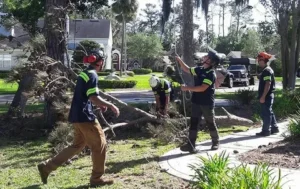 emergency tree service