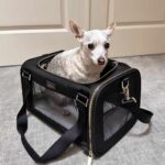 Dog carrier