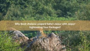 Why Book Jhalana Leopard Safari Jaipur with Jaipur Sightseeing Tour Packages?