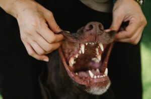 Pet-Dental-Care
