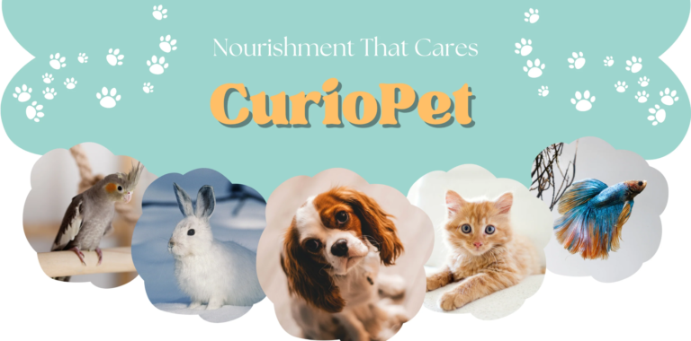 Pet Accessories Online for Comfort, Enrichment and Pet Care