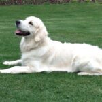 English cream golden retriever