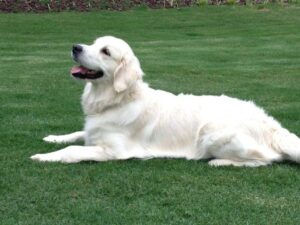 English cream golden retriever