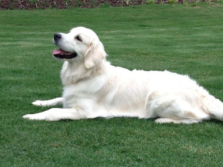 English cream golden retriever