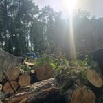 Tree removal in Atlanta GA