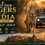 Group Tour – Tigers of India