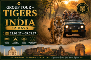 Group Tour – Tigers of India