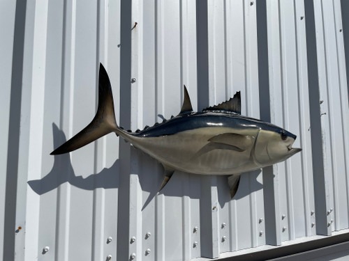 imageye___-_imgi_20_tuna-blackfin-36-hm-flankview__80552.1743003729