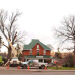 Tree service barrie