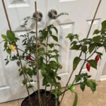 Five Peppers