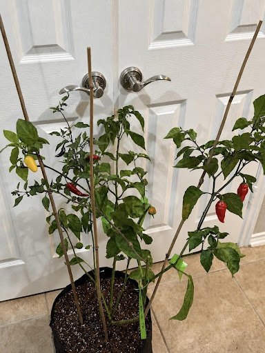 Five Peppers