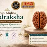 Mukhi Rudraksha