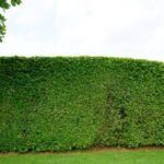 Hedge Removal Blackpool