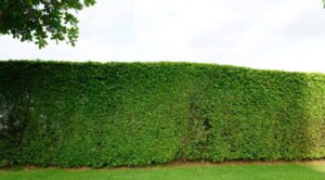 Hedge Removal Blackpool